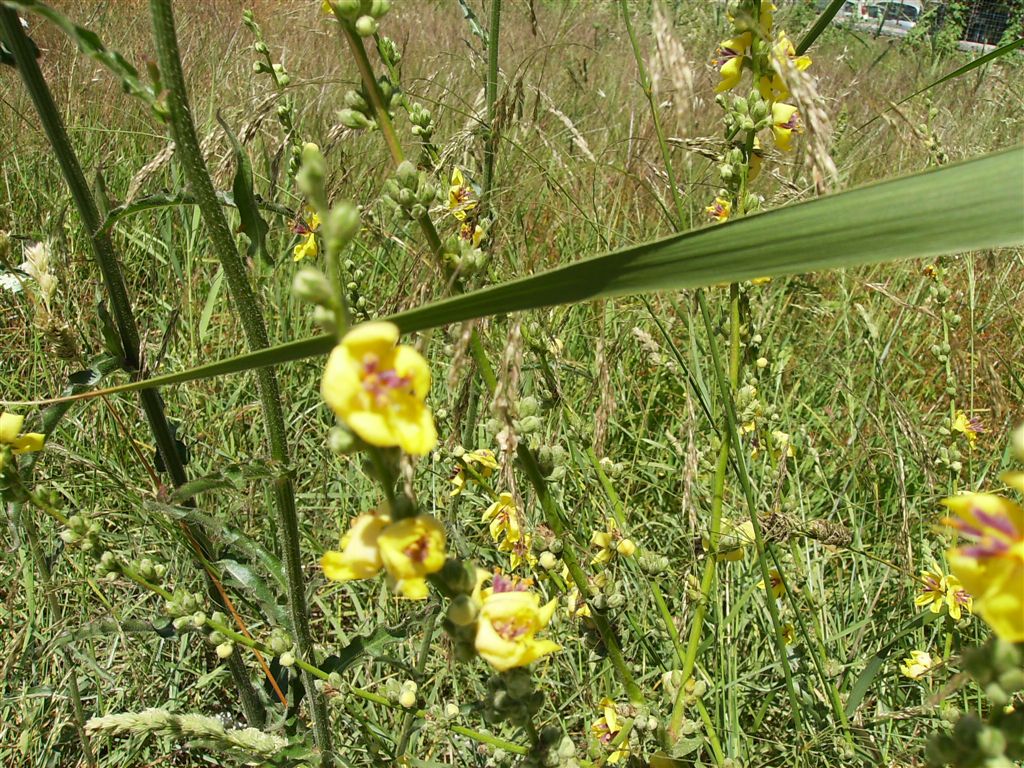 Grappoli di fiorellini gialli - Verbascum sinuatum